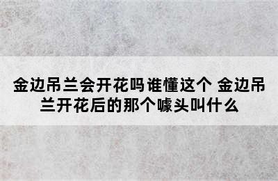 金边吊兰会开花吗谁懂这个 金边吊兰开花后的那个噱头叫什么